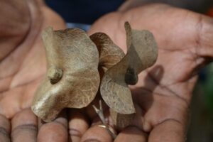 Karomia gigas seeds