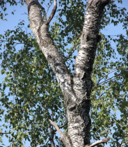 Attractive bark of Betula klokovii
