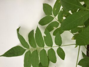 Cedrela odorata leaves