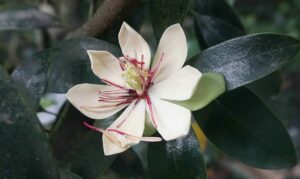 Magnolia omeiensis_1_website