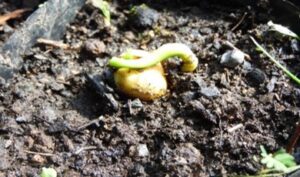 Pitavia punctata seed germinating