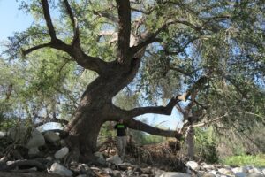 Mature Quercus brandegeei tree. Credit: Silvia Alvarez-Clare, The Morton
Arboretum
