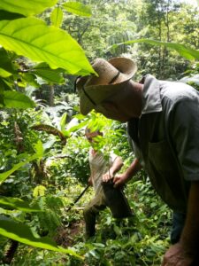 Coffee farmers using Juglans jamaicensis as a shade tree