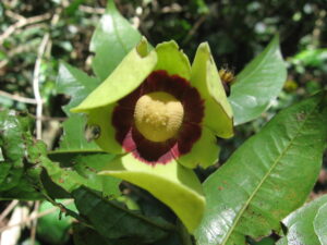 Mkilua fragrans flower