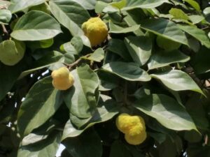 Artocarpus nanchuanensis fruit
