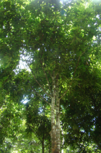 Hopea chinensis tree
