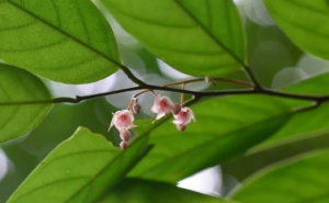 Hopea chinensis flower