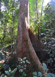 Parashorea chinensis trunk
