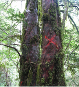 Taxus wallichiana